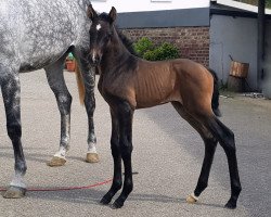 Pferd Clemens III B. (Westfale, 2021, von Cornado NRW)