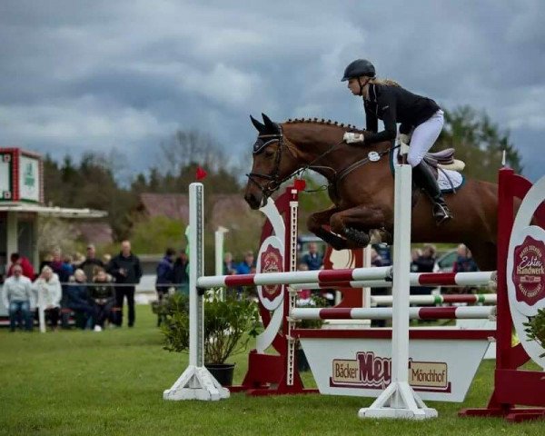 dressage horse Desteny 84 (Mecklenburg, 2004, from D'Olympic)