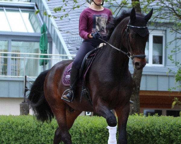 Dressurpferd Saint Sauveur (Oldenburger, 2011, von Sarkozy 3)
