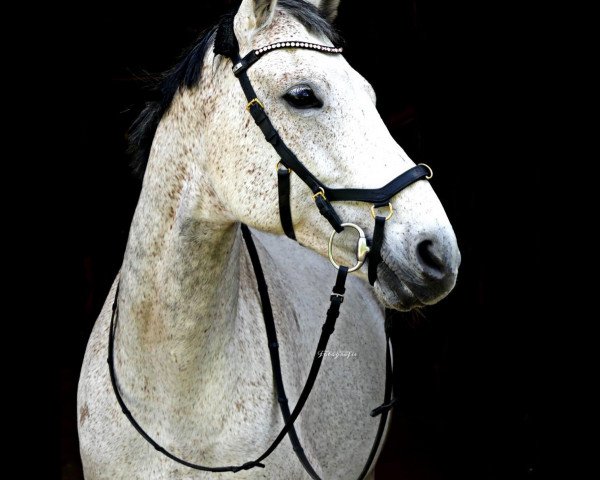 horse Waloona (Hanoverian, 2009, from Concetto)