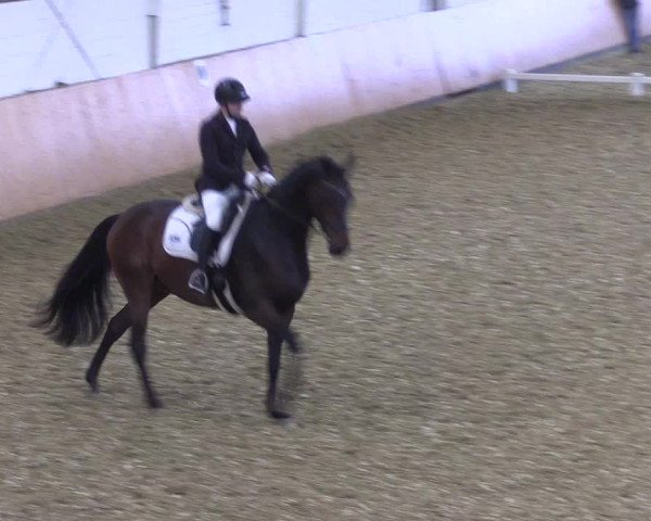 Reitturnier Datteln 2021