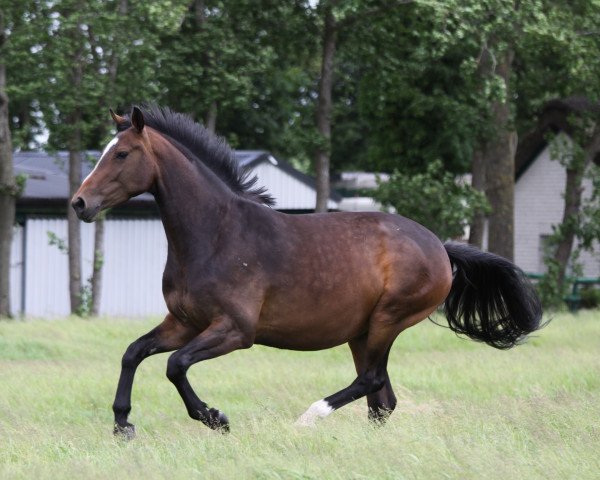 Zuchtstute Kentucky Girl (Holsteiner, 2017, von Casparino)