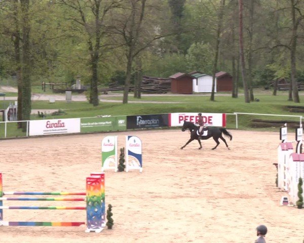 Internationales Springturnier Stadl-Paura 2025