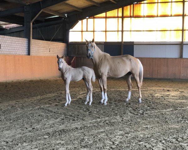Pferd Arthur Bell de Cologne (Oldenburger Springpferd, 2021, von Arezzo)