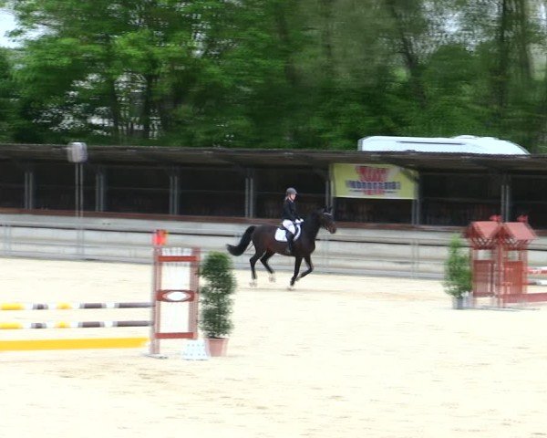 Reitturnier Ingolstadt-Hagau/Obb. 2025