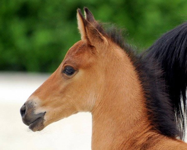 horse Nestea (Westphalian, 2017, from Not Black)