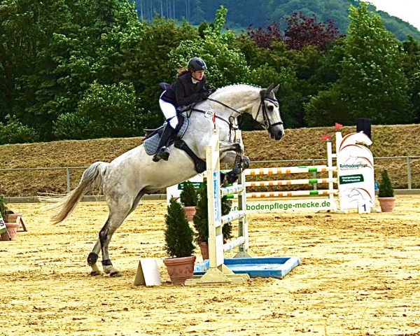 jumper Carabas 10 (German Sport Horse, 2010, from Casdorff)