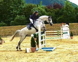 Springpferd Carabas 10 (Deutsches Sportpferd, 2010, von Casdorff)