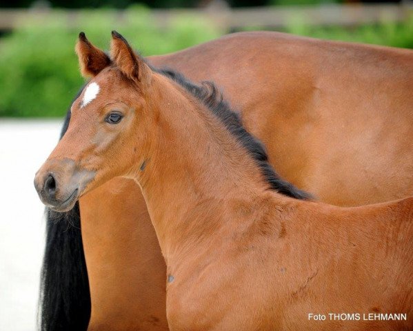 horse Hengst von For Final / Lissaro (Westphalian, 2017, from For Final)