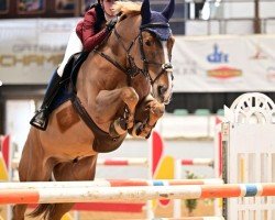 jumper Giannino (anglo european sporthorse, 2014, from Billy Um Bongo)