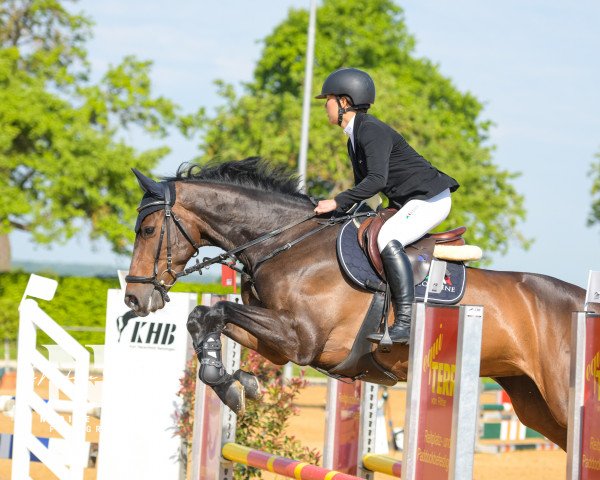 jumper Classico C (Holsteiner, 2012, from Crunch 3)