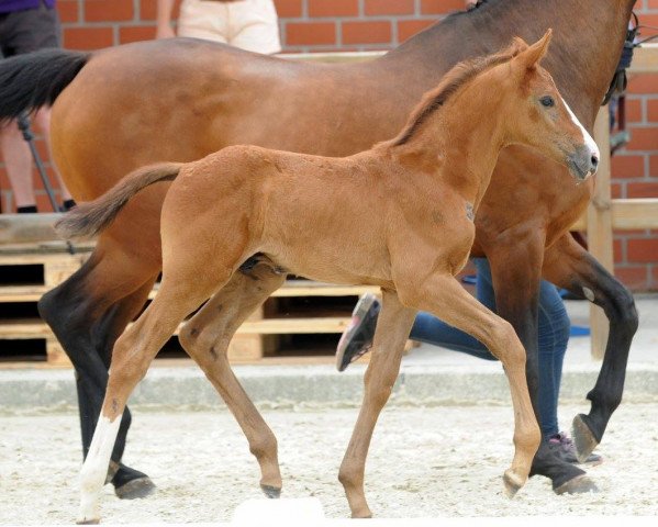 Cavallo da salto Carlos Caracho (Westfale, 2017, di Chacoon Blue)