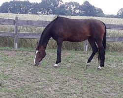 jumper Kentucky Lady 5 (Mecklenburg, 2017, from King Kastano)