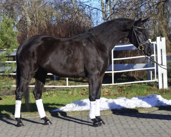horse Moritz (Hanoverian, 2011, from St. Moritz Junior)