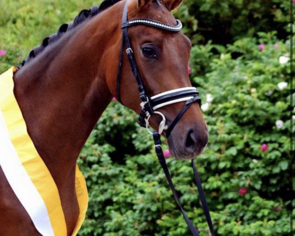 broodmare Scarlett MW (Hanoverian, 2014, from Stakkato) broodmare Scarlett MW (Hanoverian, 2014, from Stakkato)