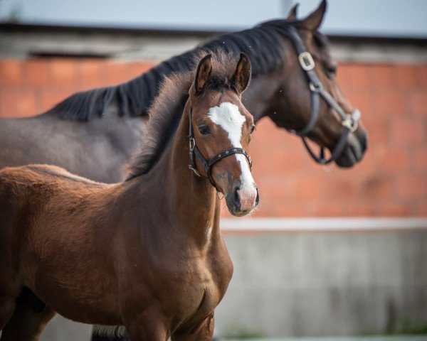 horse Hengst von Amber / Castellini (Holsteiner, 2021, from Amber 119)