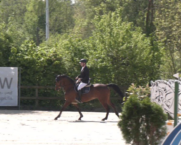 Reitturnier Nienberge 2025