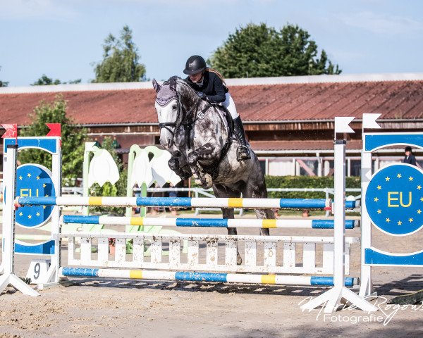 jumper Climaxx (Westphalian, 2010, from Climax)