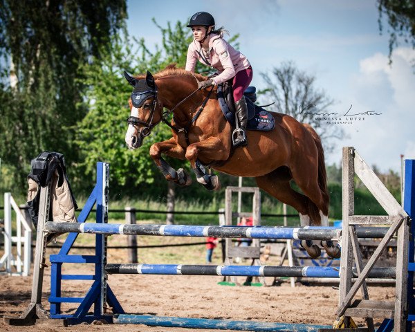 jumper Dahira (German Sport Horse, 2012, from Colestus)