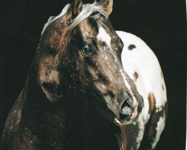 Pferd King O Dreams (Appaloosa, 1995, von Dreamfinder)