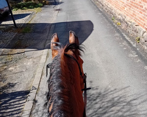 broodmare Corry (Little German Riding Horse, 2010, from Corin 3)