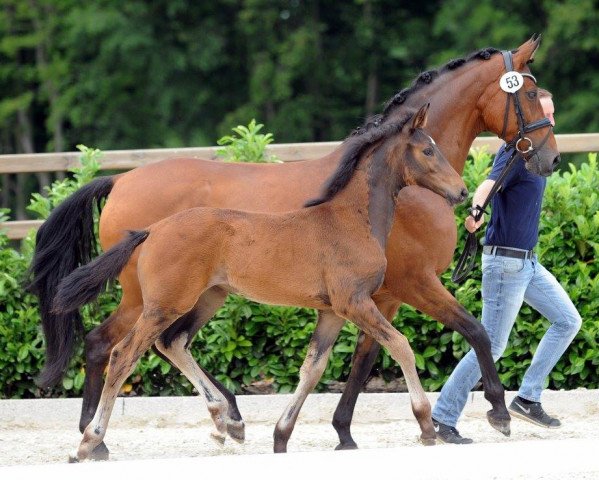 Pferd Famosa DS (Westfale, 2017, von Franklin)