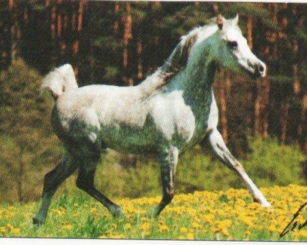 Pferd Niran ox (Vollblutaraber, 1986, von Neman 1973 ox)