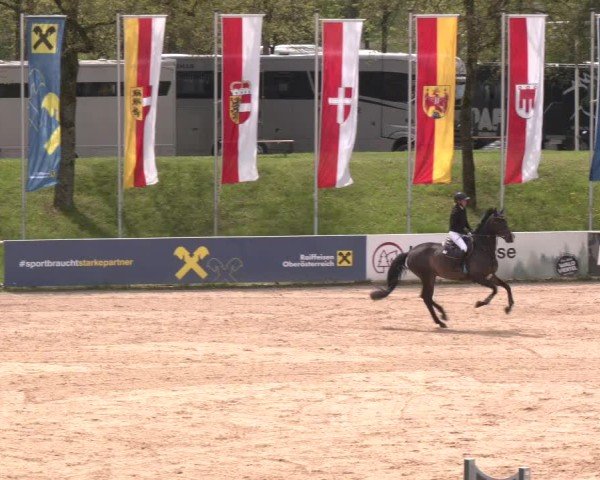 Internationales Springturnier Stadl-Paura 2025