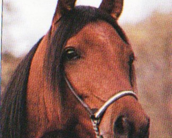 Deckhengst Kamaloka (Shagya-Araber, 1987, von Oman)