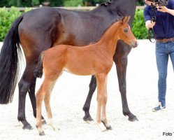 dressage horse Benito Q (Westphalian, 2017, from Callaho's Benicio)