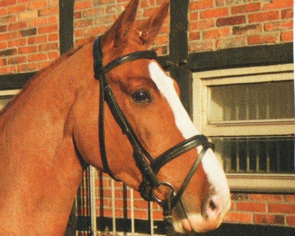 dressage horse Kastello 22 (German Sport Horse, 2006, from Kaiserwind)
