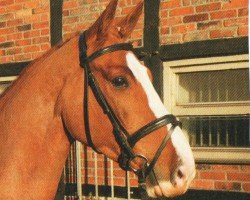 dressage horse Kastello 22 (German Sport Horse, 2006, from Kaiserwind)