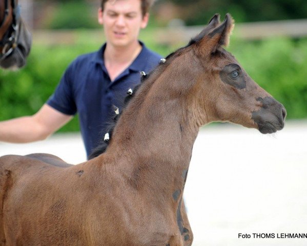 broodmare Stute von For Final / Lissaro (Westphalian, 2017, from For Final)