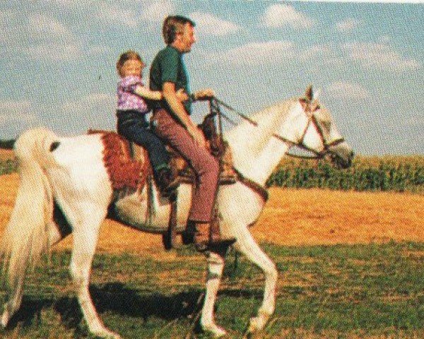 stallion Dziskan ox (Arabian purebred, 1977, from Kaisoon 1958 EAO)