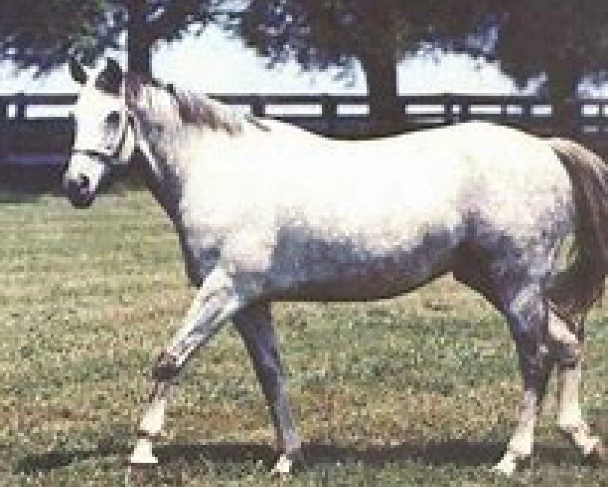 broodmare Spectacular xx (Thoroughbred, 1970, from Promised Land xx)