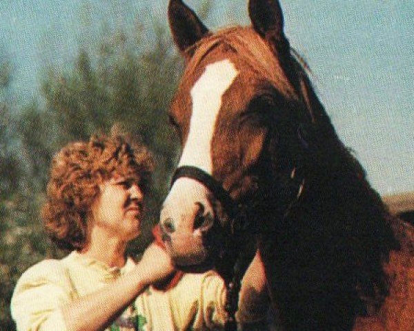 horse Taswan ox (Arabian purebred, 1989, from Tassili ox)