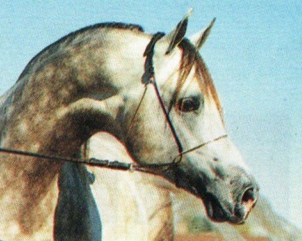 stallion Zalamero ox (Arabian, 1984, from Cala d'Or ox)