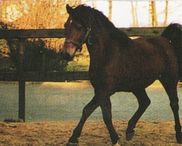 stallion Kemal Ibn Pascha I ox (Arabian purebred, 1984, from Pascha I ox II)