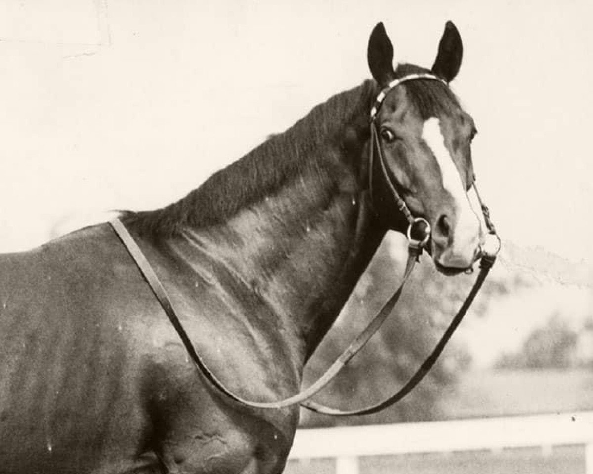 stallion Explodent xx (Thoroughbred, 1969, from Nearctic xx)