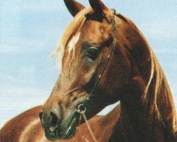 Deckhengst U.P. Mohamed Pasha ox (Vollblutaraber, 1987, von Sherif Pasha 1982 ox)