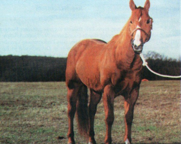 stallion Colonel Good Times (Quarter Horse, 1987, from Colonel Freckles)