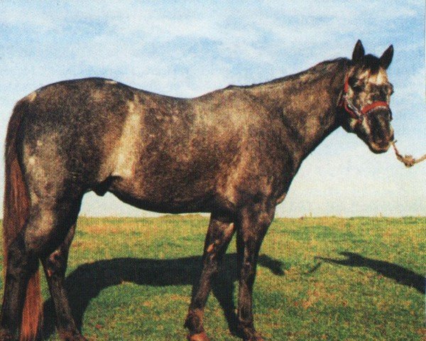 stallion CL Sierra Serenade (Quarter Horse, 1991, from Sierra Scheme)