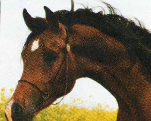 Deckhengst Bahreinx ox (Vollblutaraber, 1987, von Mohafez 1976 EAO)