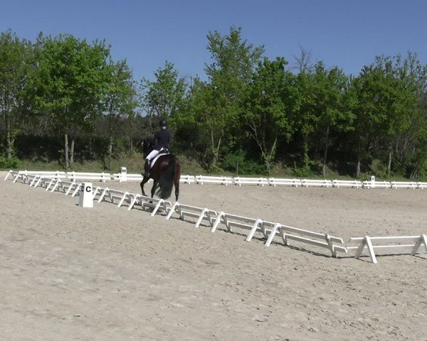 Reitturnier Pietzpuhl 2025