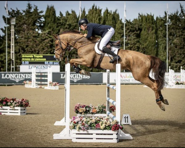 jumper Arezzo de Llamosas (Spanish Sport Horse, 2018, from Arezzo)