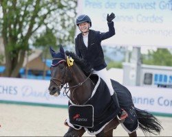 Springpferd Diamant du Buisson Z (Zangersheide Reitpferd, 2011, von Dutch Capitol)