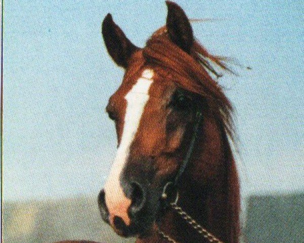 Deckhengst Brigand ox (Vollblutaraber, 1986, von Plakat ox)