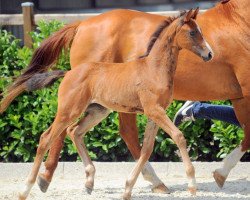 broodmare Delphi E (Westphalian, 2017, from Dinario 7)