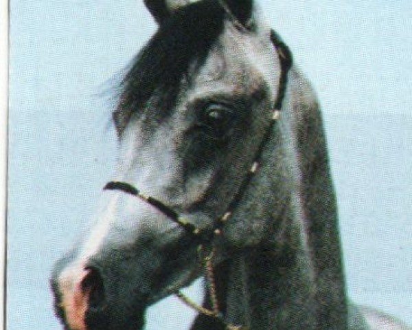horse Faheed EAO (Arabian purebred, 1990, from Hakeel Ibn Kaysoon EAO)
