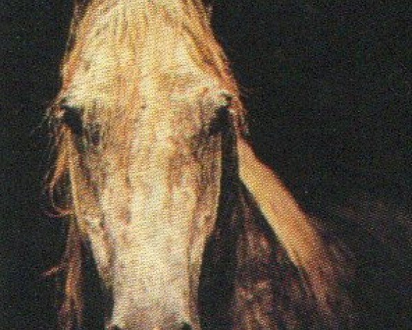stallion Kaukasus ox (Arabian purebred, 1986, from Kilimandscharo 1968 ox)